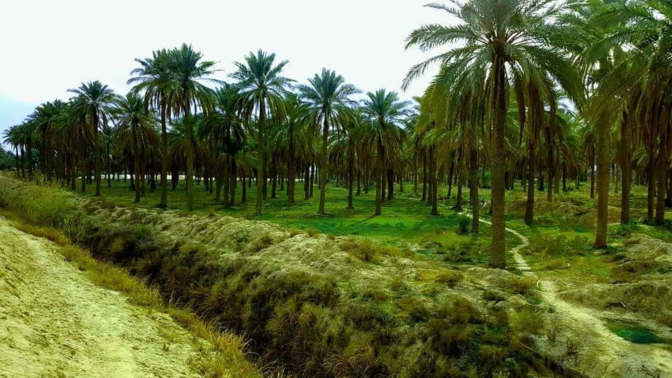 الزراعة العراقية في 2025: اكتفاء ذاتي وتوسع في الصادرات